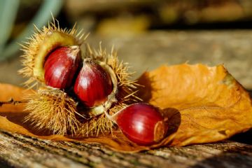 riccio di castagna con castagne